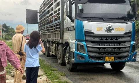 Phát hiện xe tải chở hàng trăm con lợn nhiễm Dịch tả lợn châu Phi đi qua Phú Thọ
