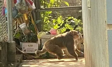 Giám sát khỉ hoang dã phá phách trong khu dân cư ở Sơn La