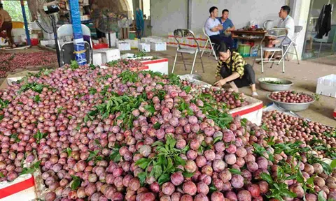 Đảm bảo nguồn tiêu thụ ổn định cho người trồng mận ở Sơn La