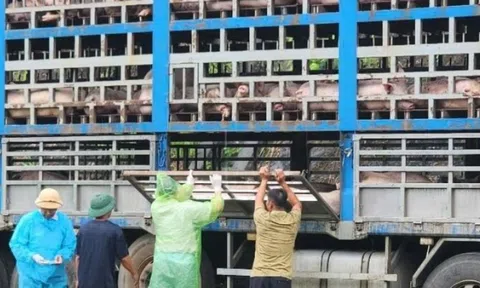 Phú Thọ ghi nhận 11 xã có dịch tả lợn Châu Phi, đã tiêu hủy hơn 34 tấn lợn bệnh